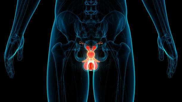 Enlarged Prostate:  What are the Symptoms and Treatment Options?